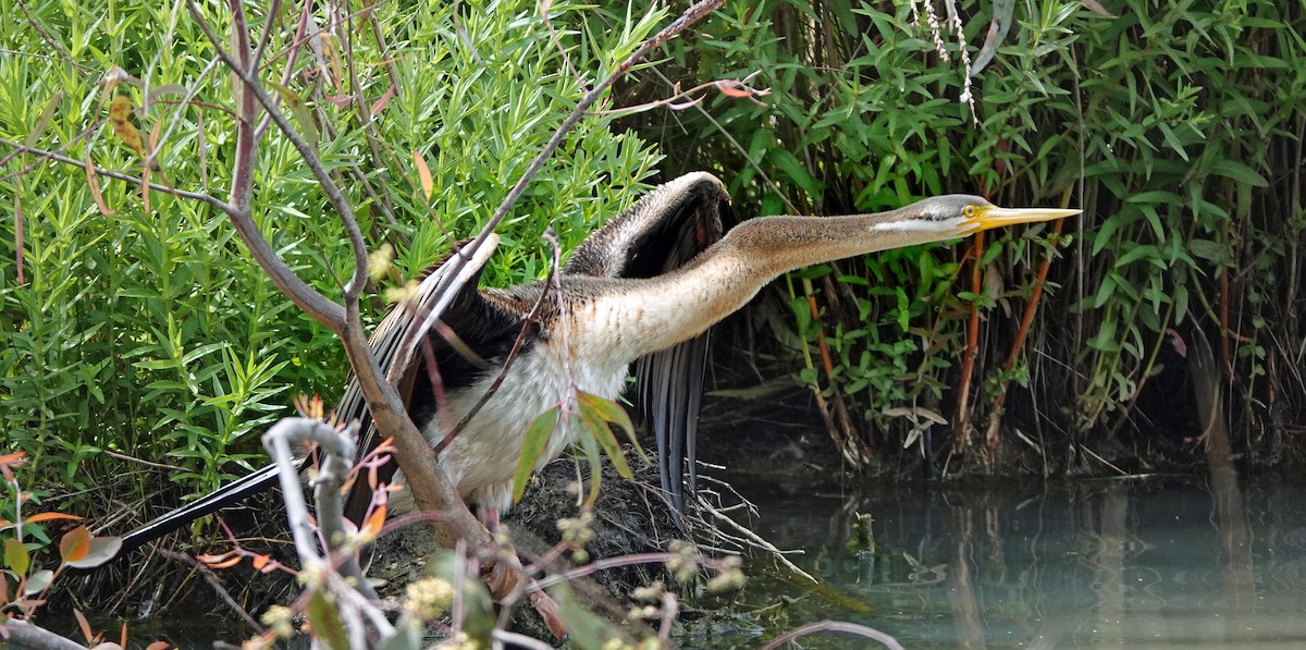 Australasian Darter - Russell Scott