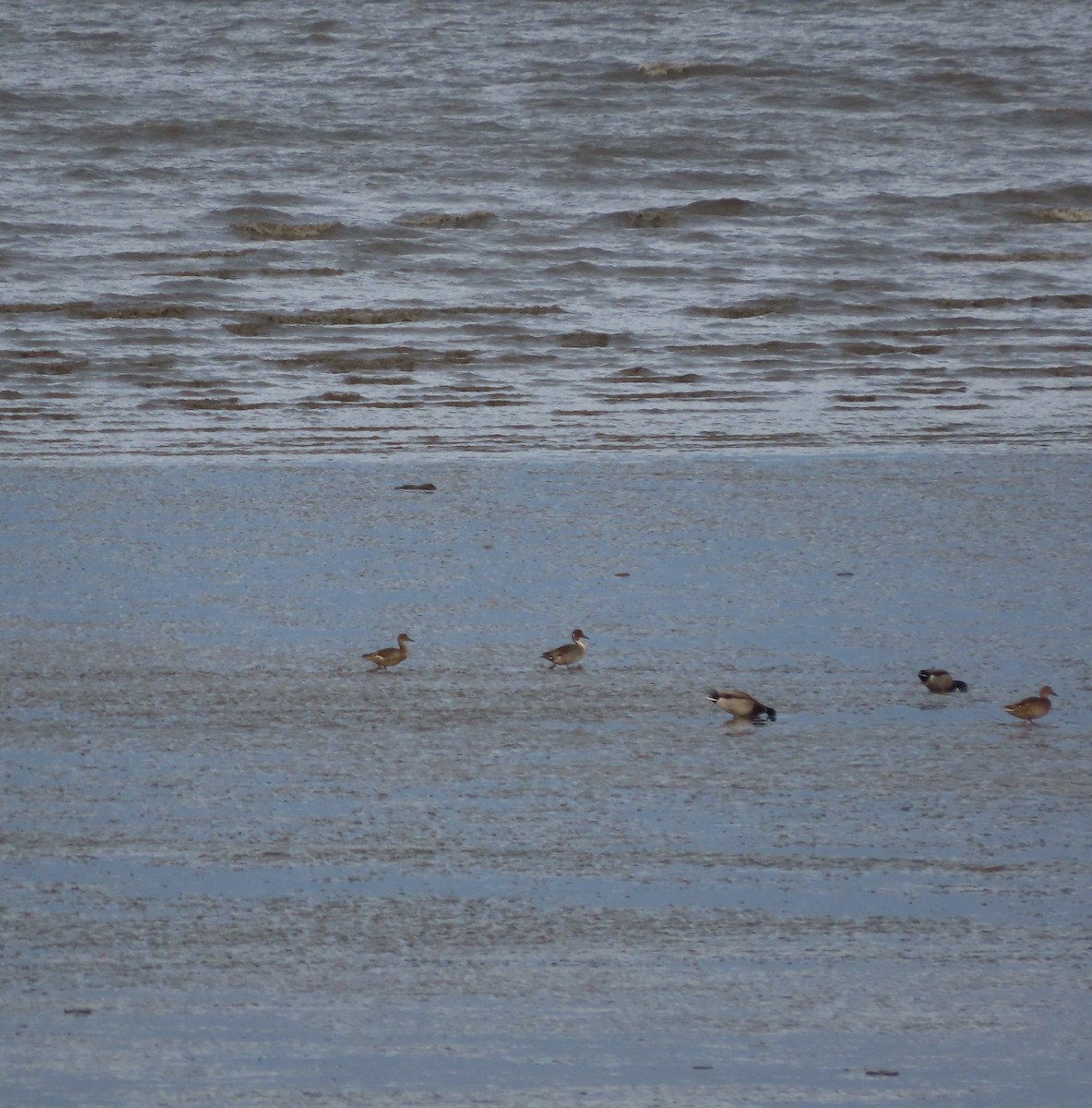 Northern Pintail - ML611296713