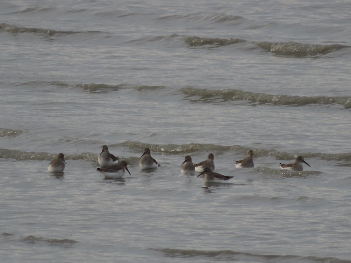 Dunlin - Laura Burke