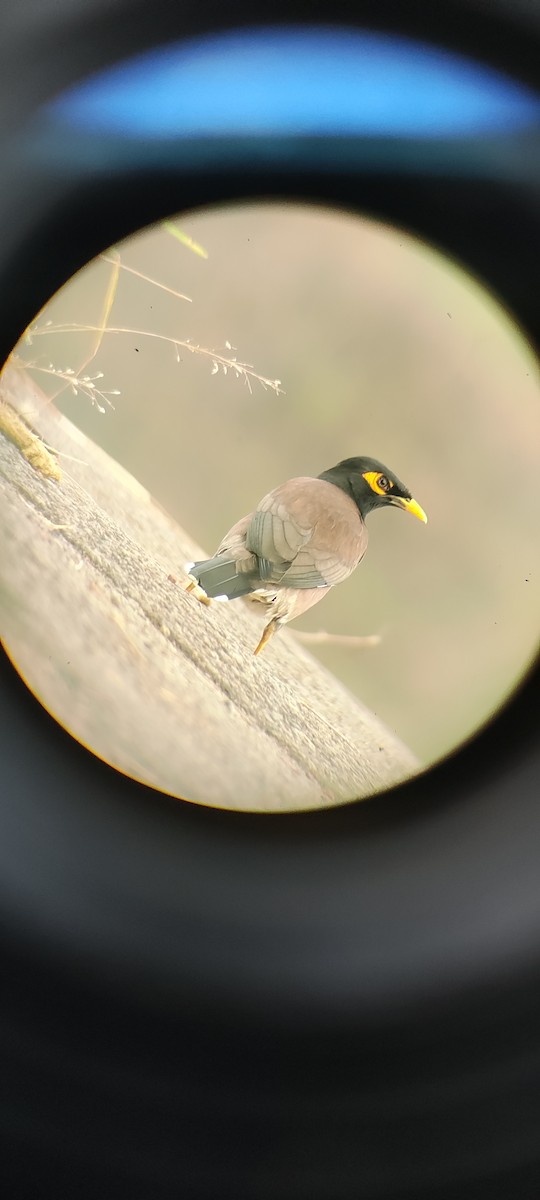 Common Myna - ML611296731