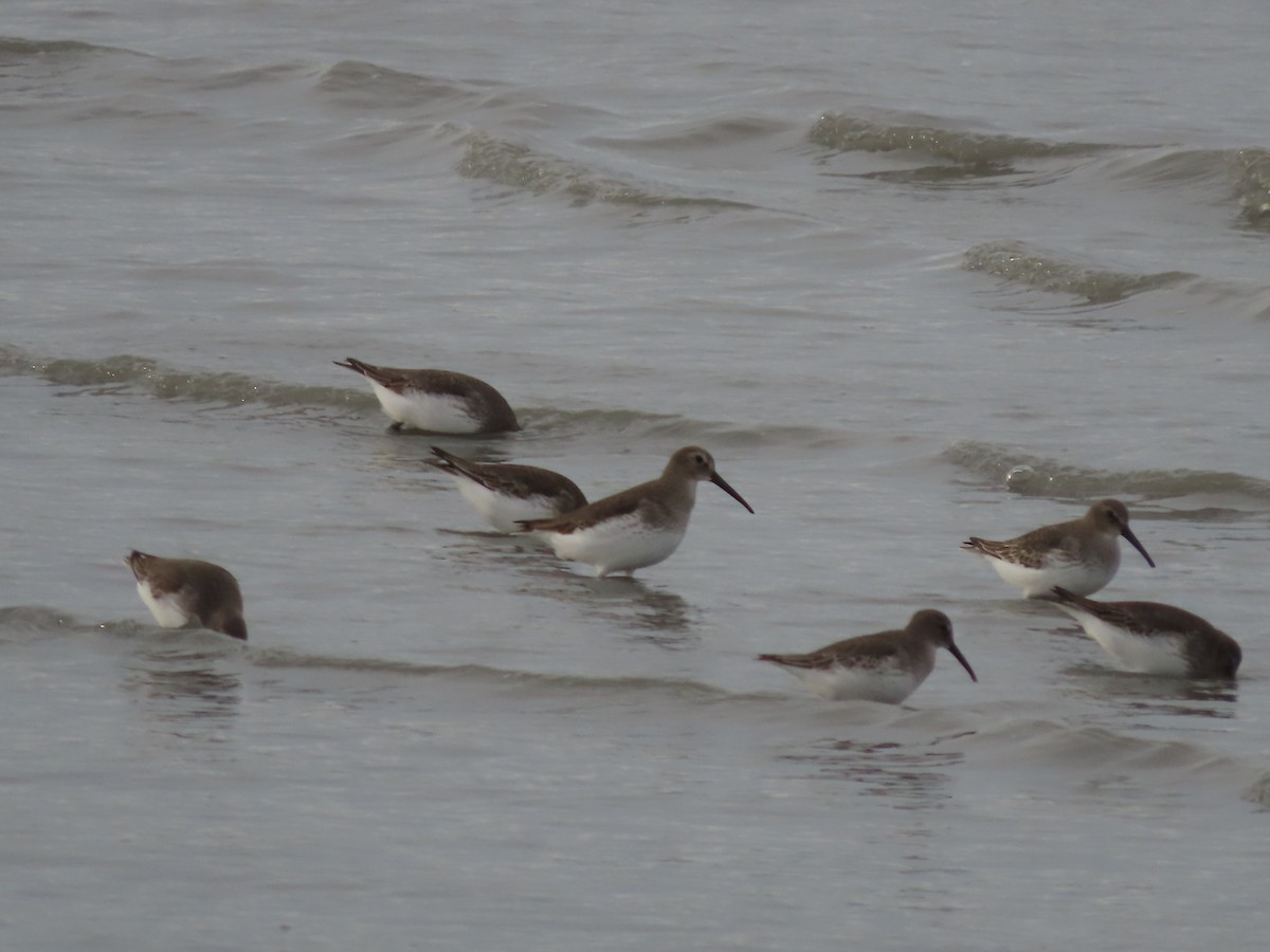 Dunlin - Laura Burke