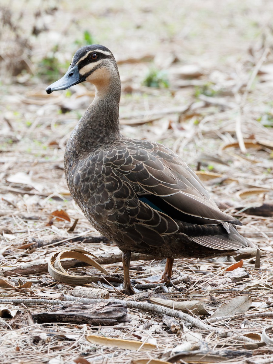 Pacific Black Duck - ML611296767