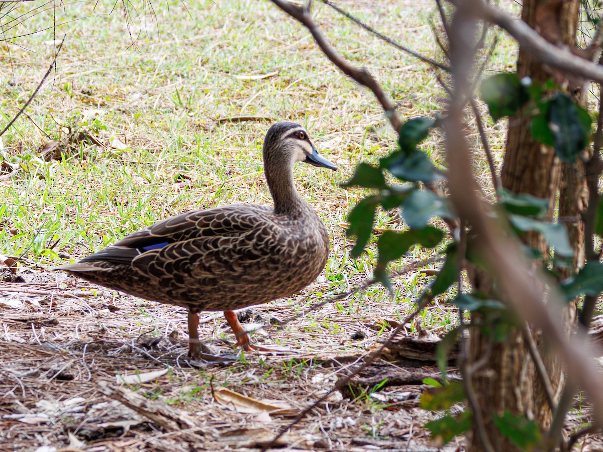 Pacific Black Duck - ML611296768