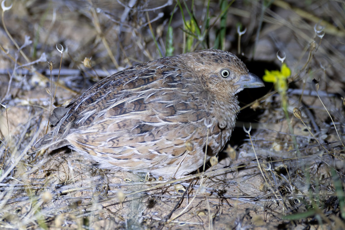 Little Buttonquail - ML611296807