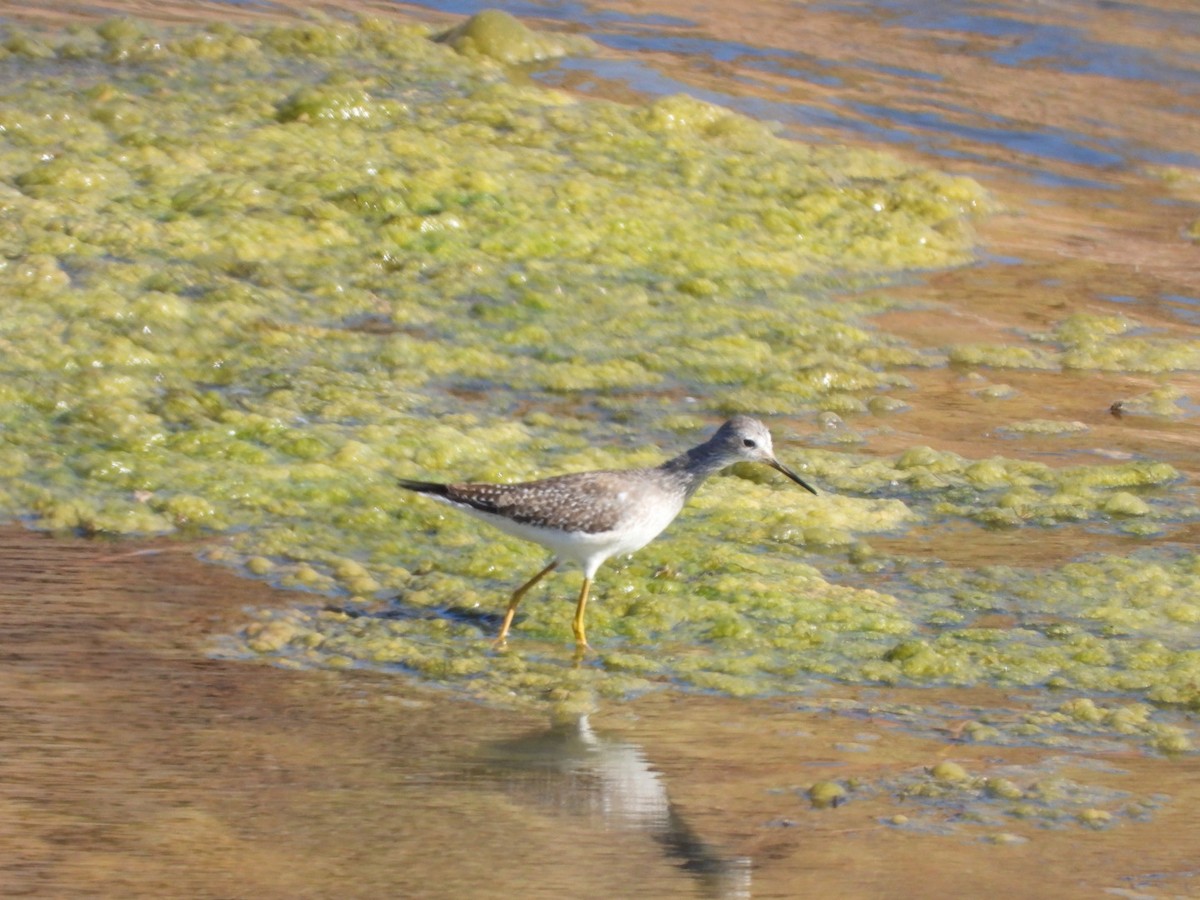 Lesser Yellowlegs - Miguel Hernández Santana