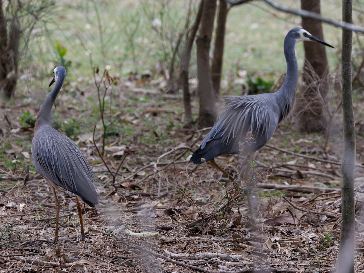 White-faced Heron - ML611296965