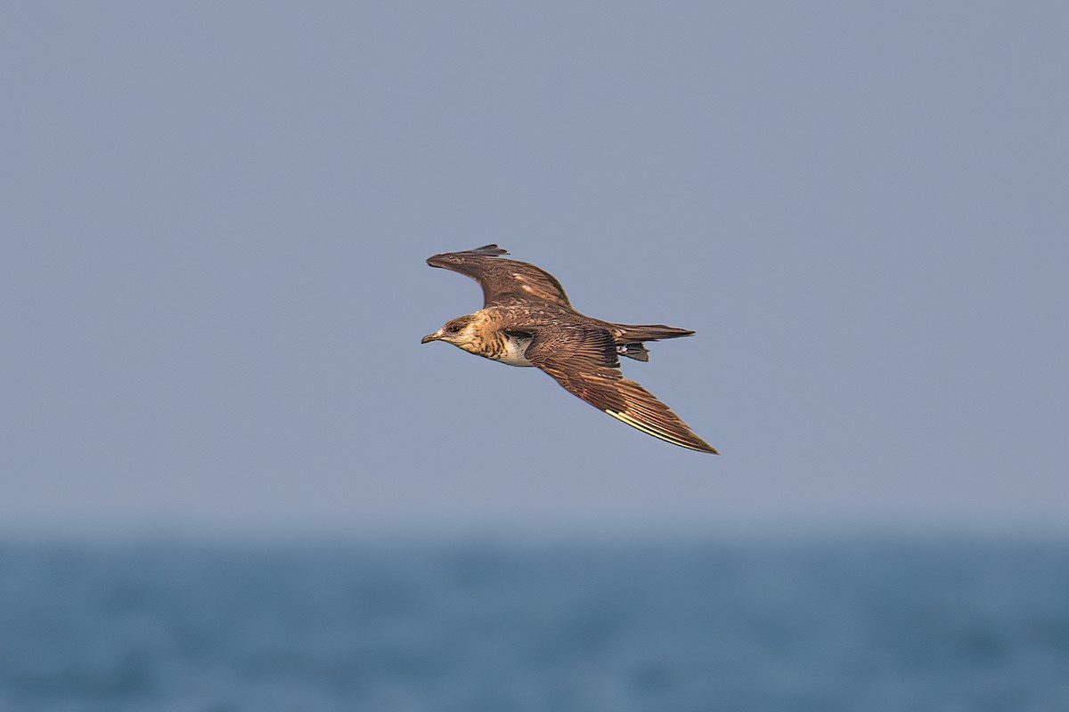 Parasitic Jaeger - ML611297127