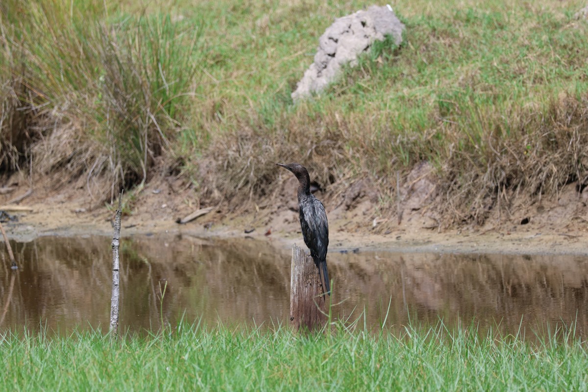 Little Cormorant - Akekachoke Buranaanun