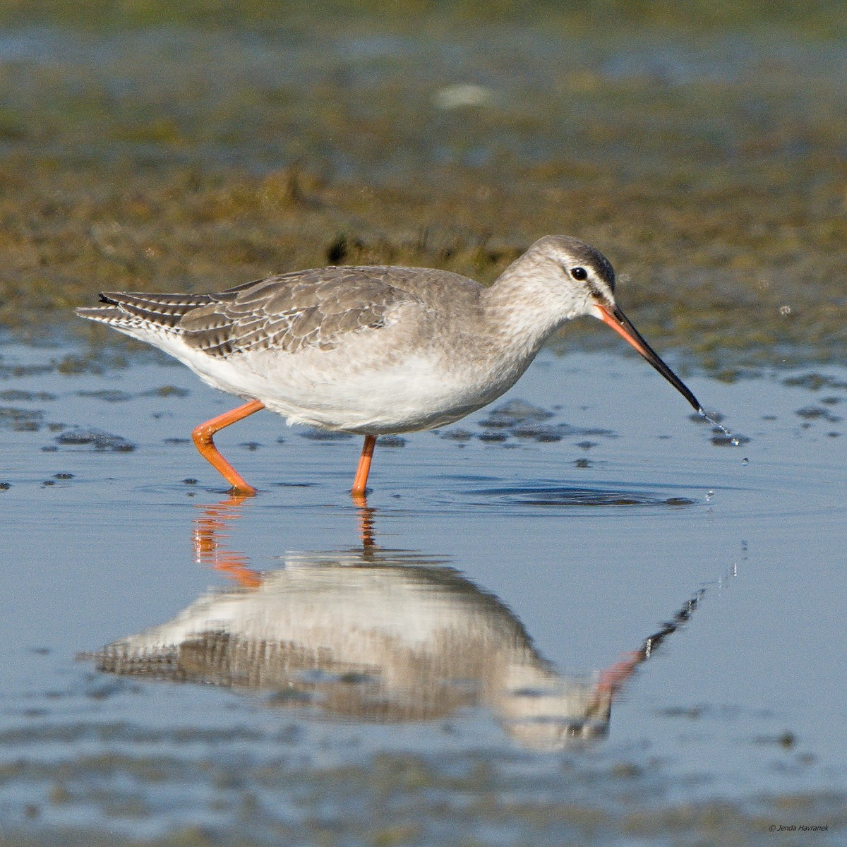 Spotted Redshank - ML611297254
