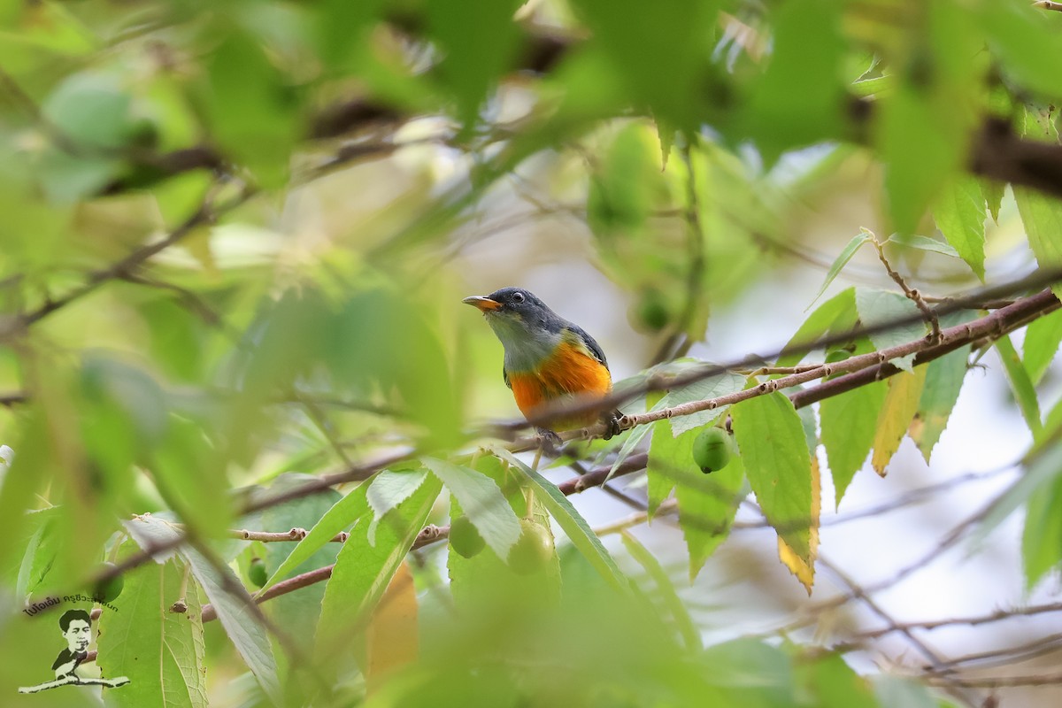 Orange-bellied Flowerpecker - Akekachoke Buranaanun