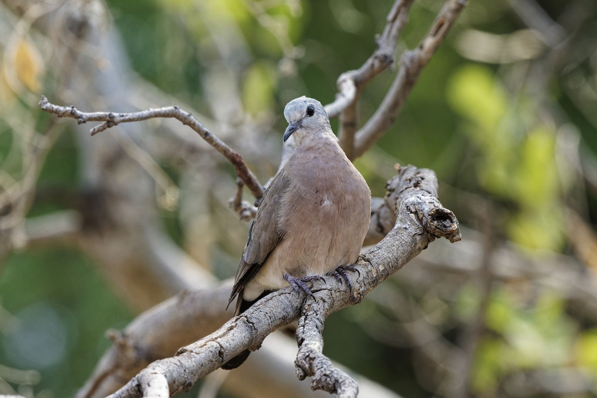 Emerald-spotted Wood-Dove - ML611297346