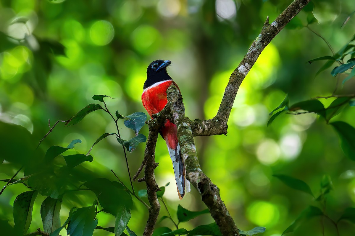 Malabar Trogon - ML611297352