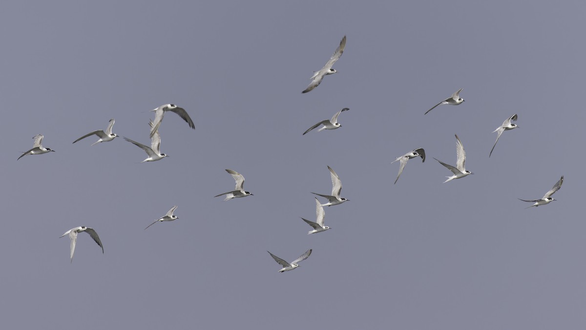 White-winged Tern - ML611297463