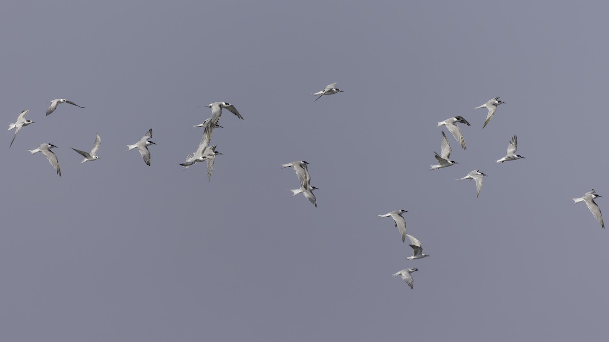 White-winged Tern - ML611297464