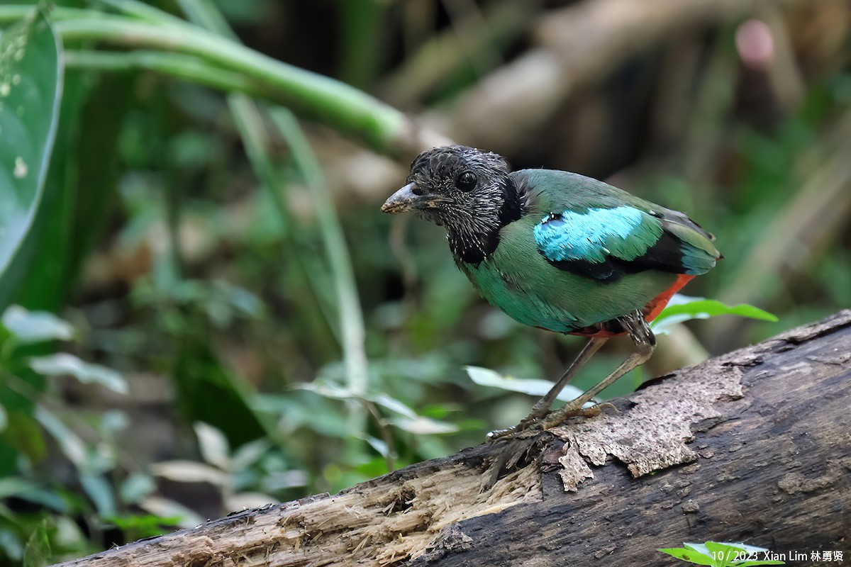 Western Hooded Pitta (Sunda) - ML611297508