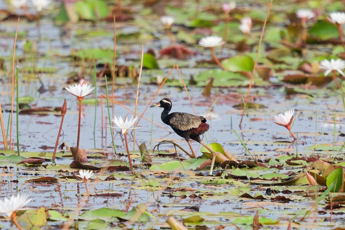 Bronze-winged Jacana - ML611297562