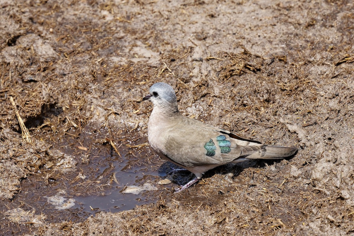 Emerald-spotted Wood-Dove - ML611297694