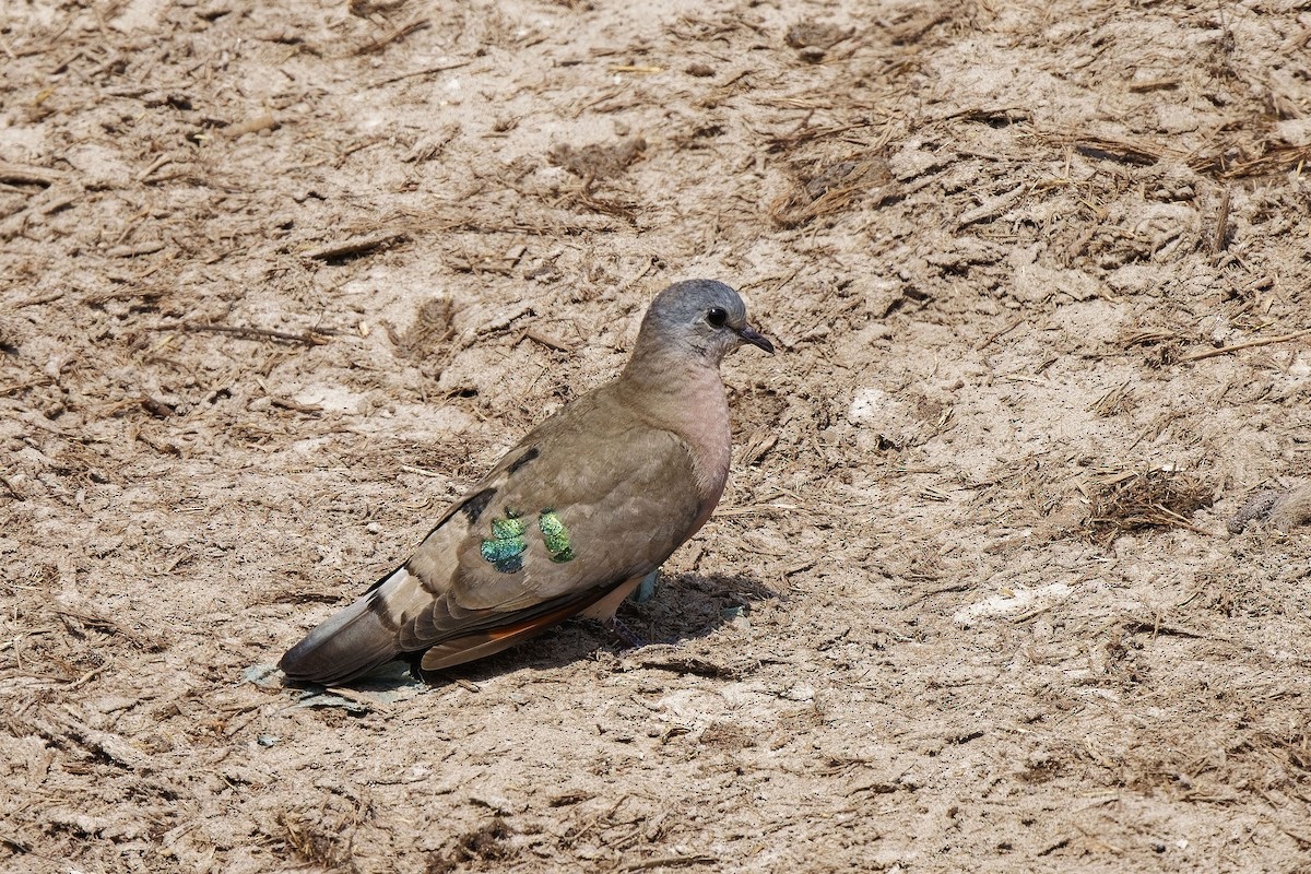 Emerald-spotted Wood-Dove - ML611297695