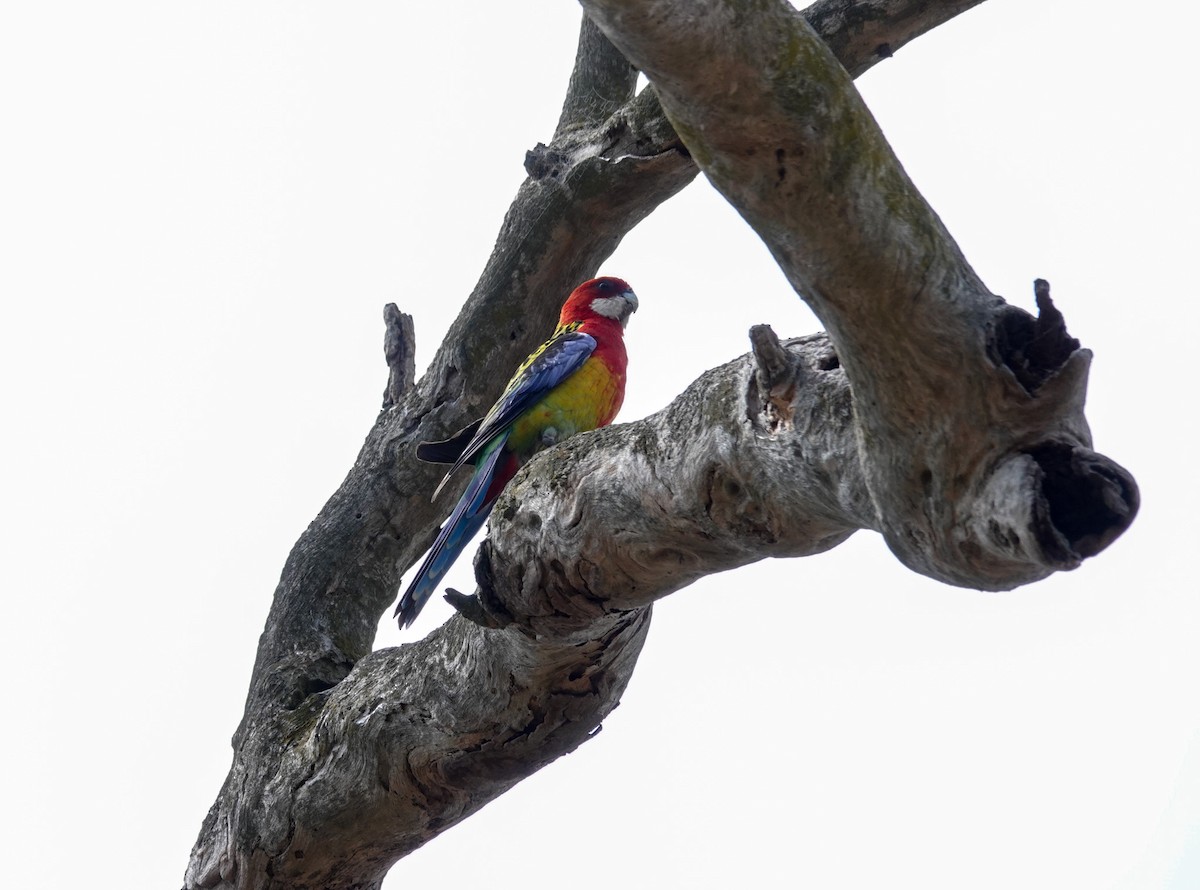 Eastern Rosella - ML611297711