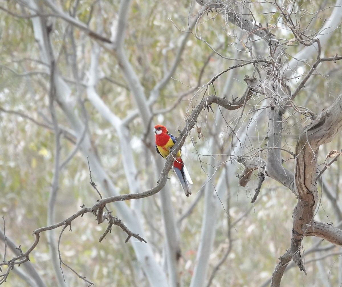 Eastern Rosella - ML611297722