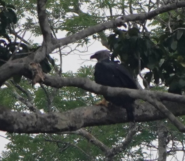 Harpy Eagle - ML611297785