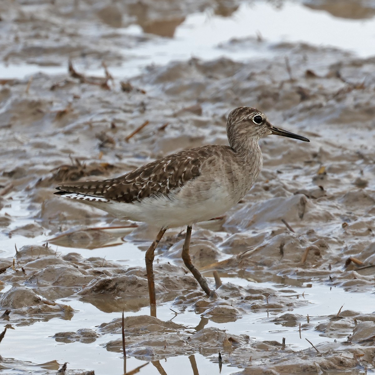 Wood Sandpiper - ML611297814