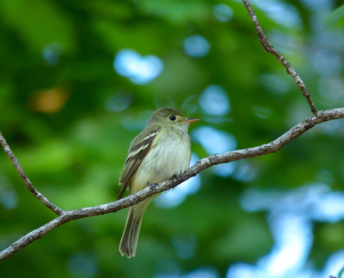 Acadian Flycatcher - Dave Hart