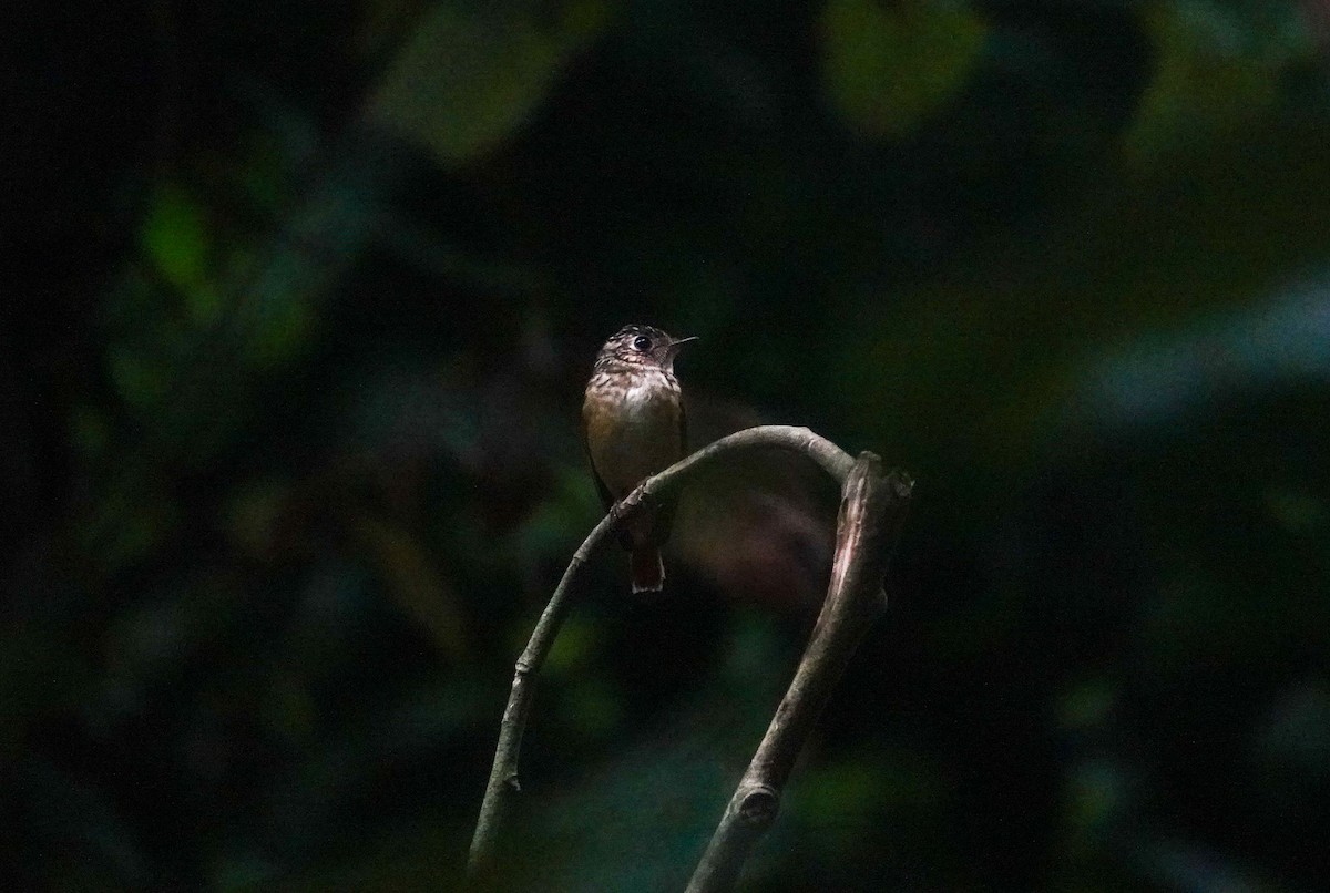 Ferruginous Flycatcher - Brad R