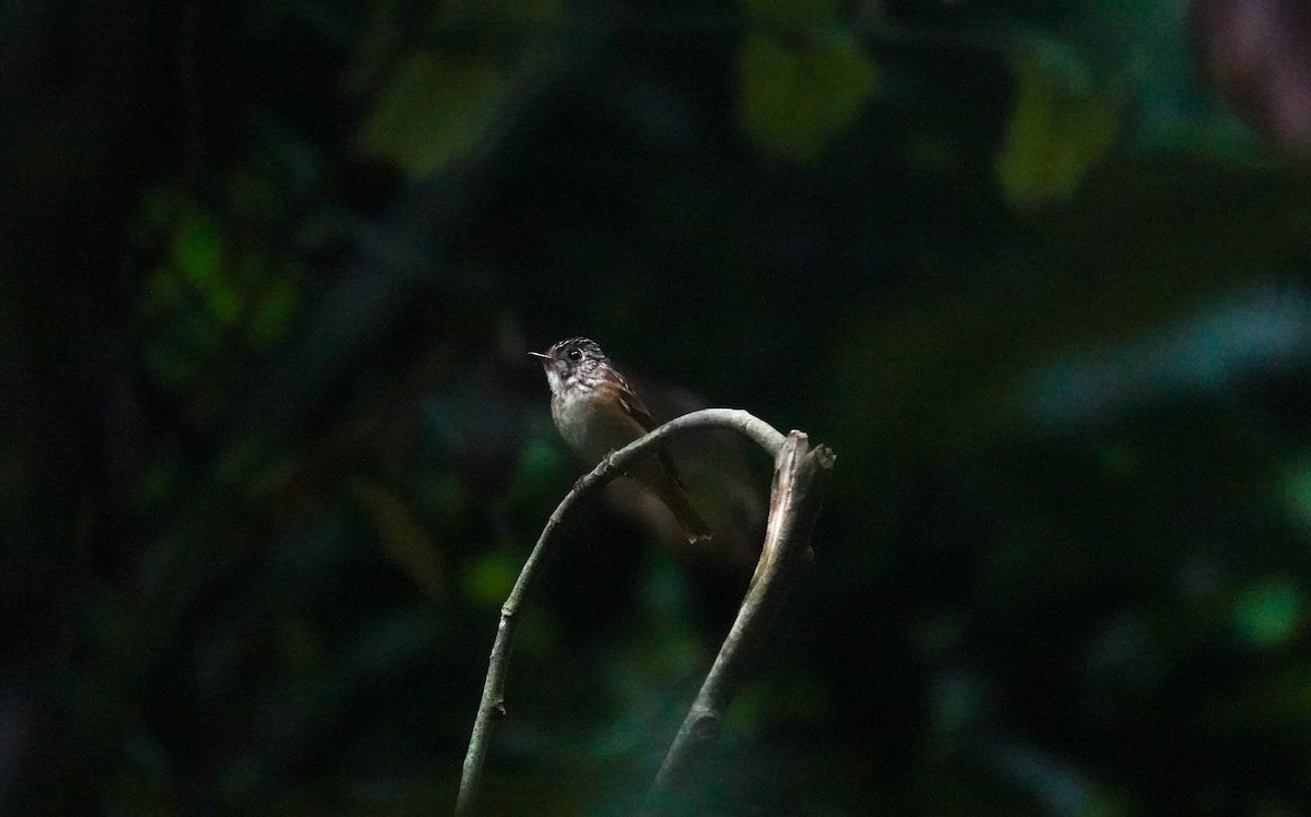 Ferruginous Flycatcher - Brad R