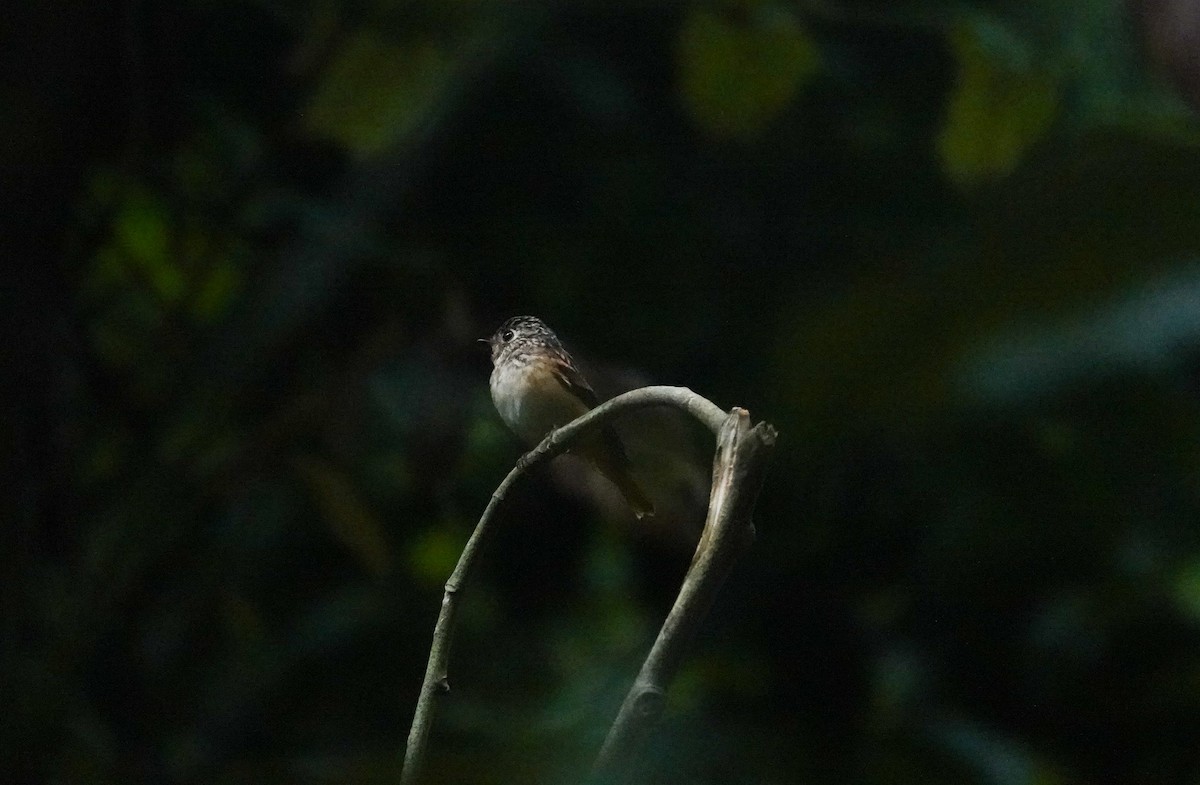 Ferruginous Flycatcher - Brad R