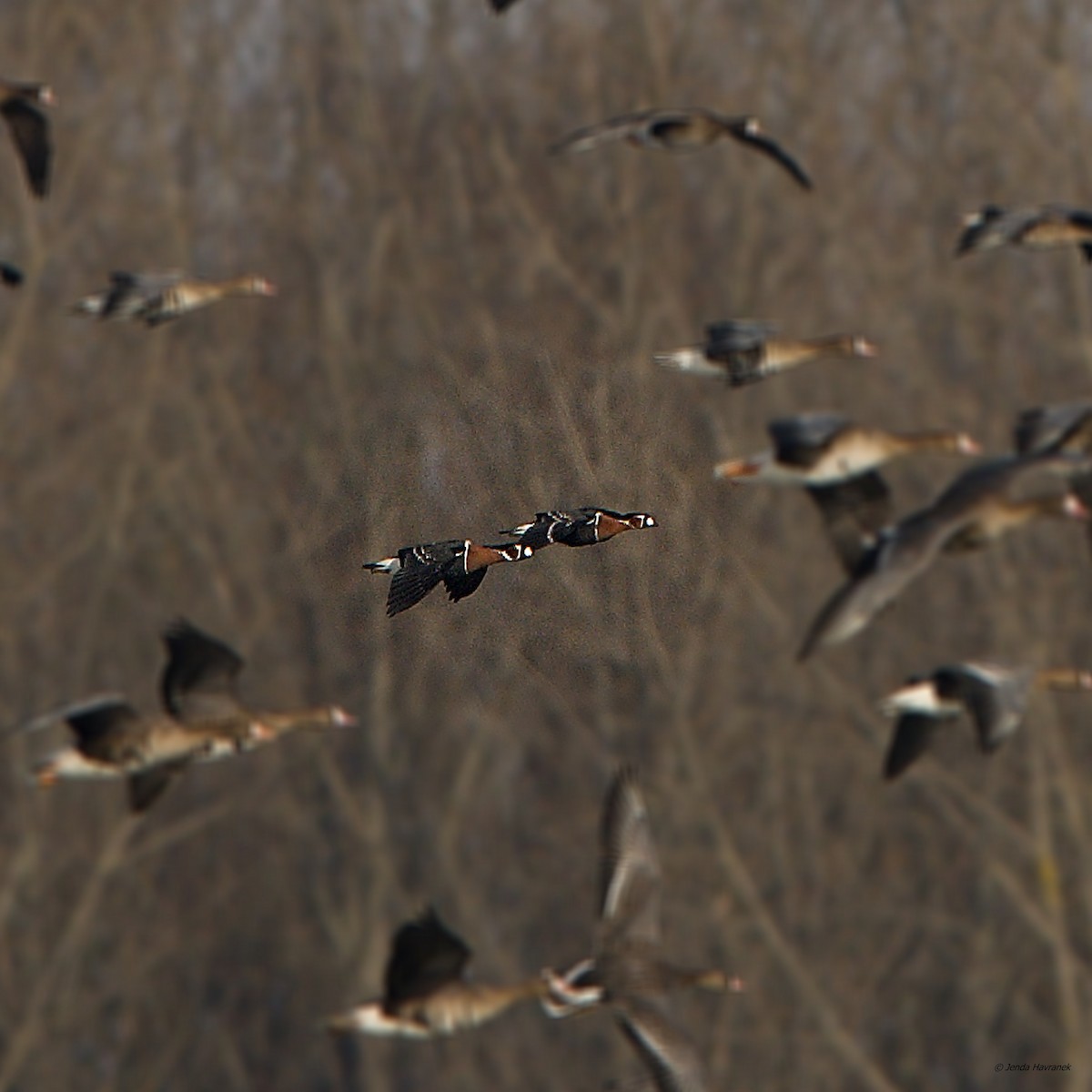 Red-breasted Goose - ML611298171