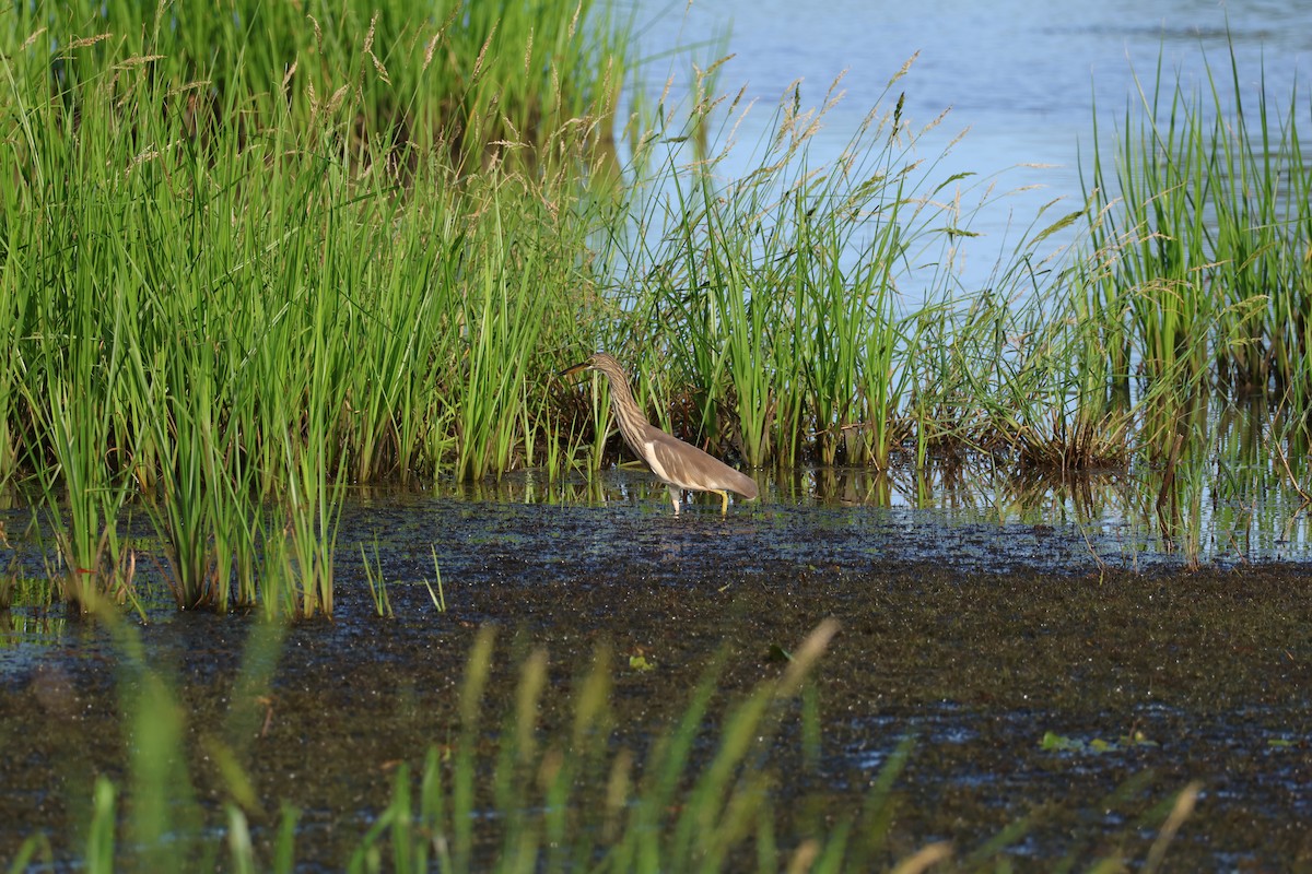 pond-heron sp. - ML611298190