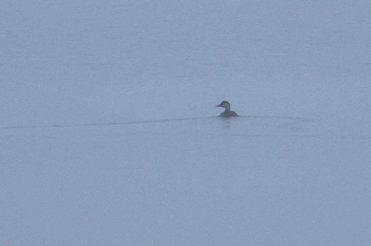 Common Scoter - ML611298203