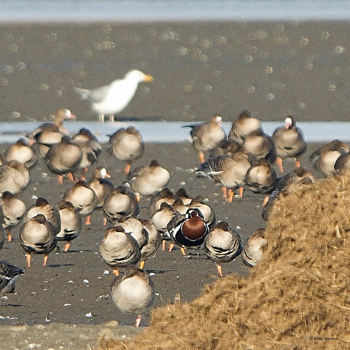 Red-breasted Goose - Jenda Havránek