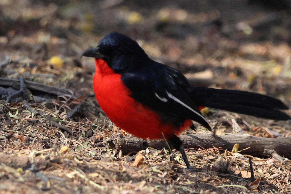 Crimson-breasted Gonolek - ML611298235