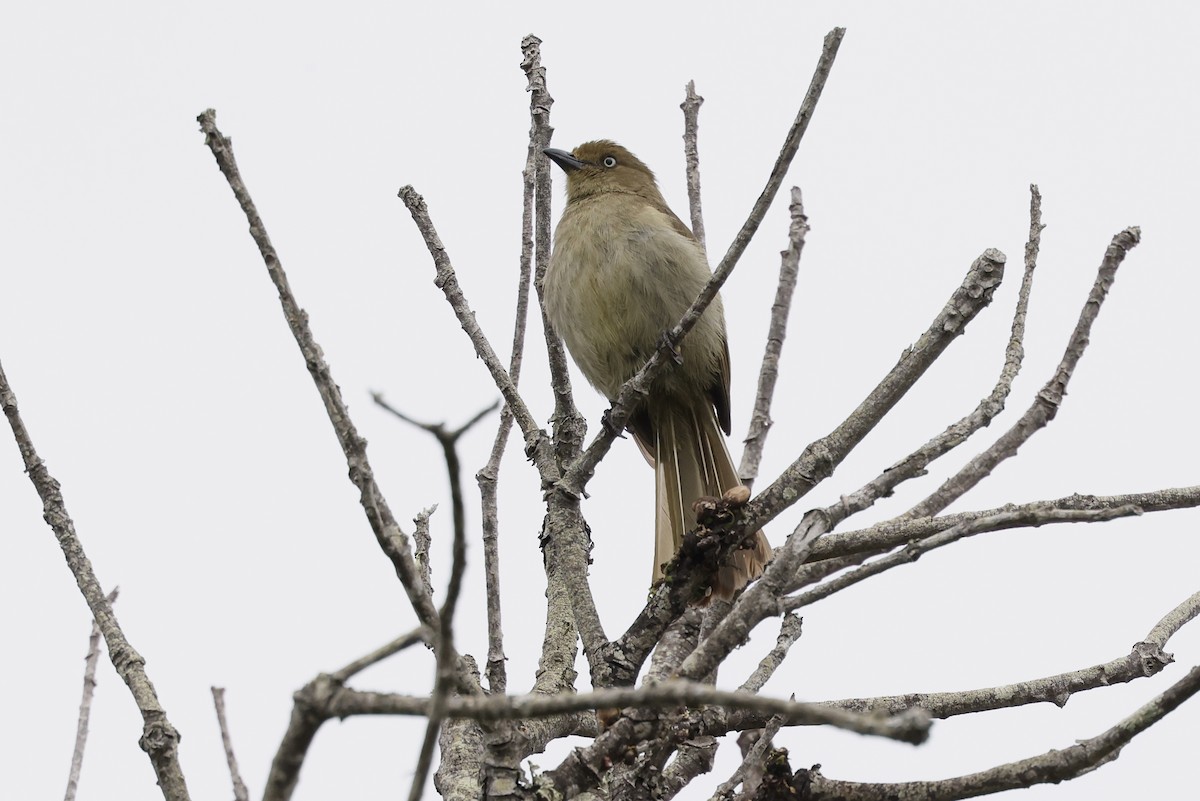 Sombre Greenbul - ML611298266