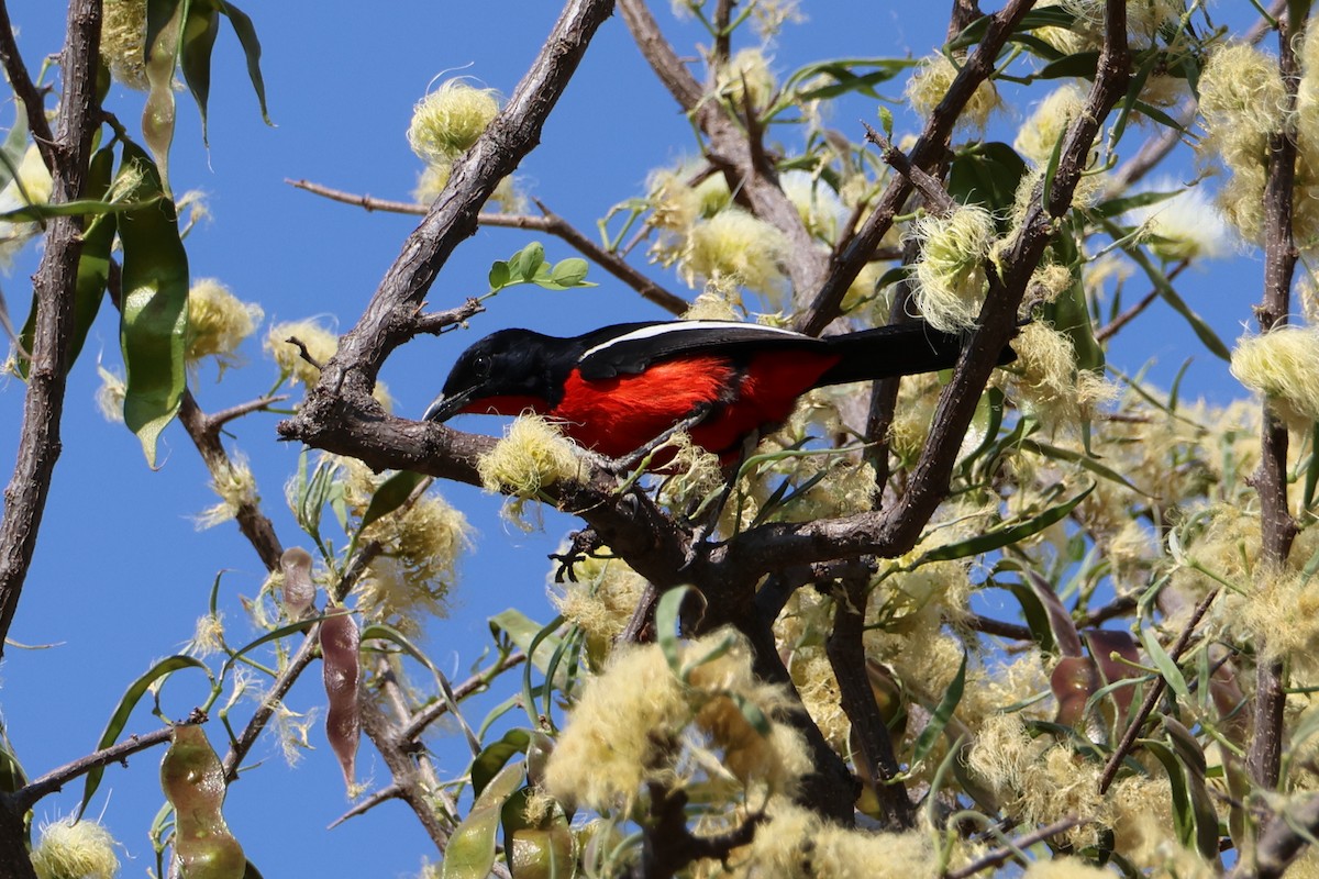 Crimson-breasted Gonolek - ML611298278