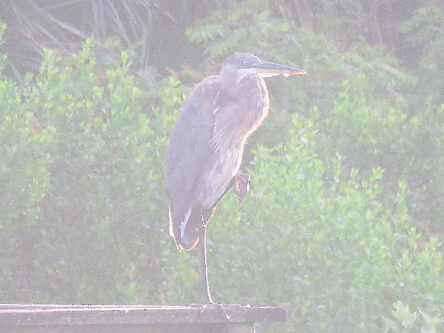 Great Blue Heron - ML61129831