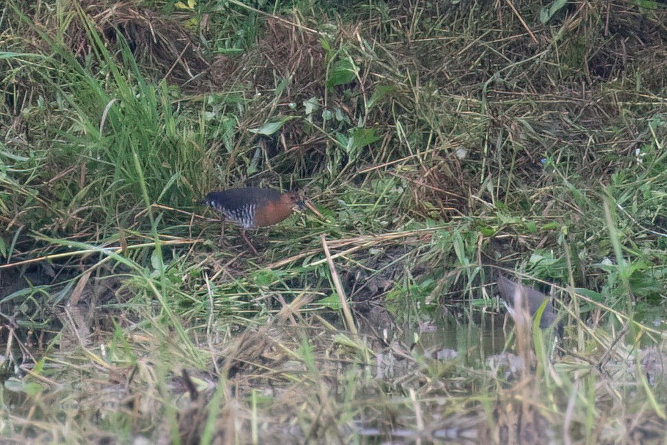 Band-bellied Crake - ML611298310