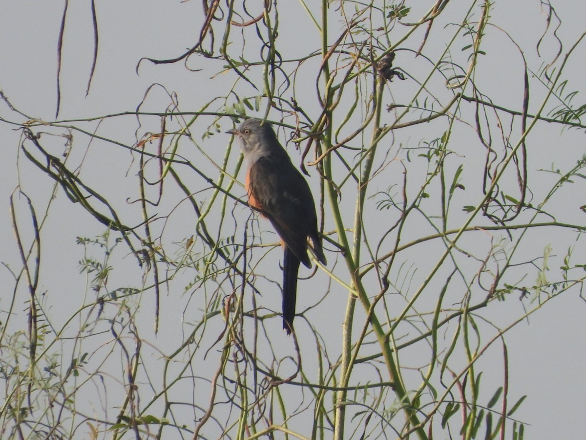 Plaintive Cuckoo - ML611298313