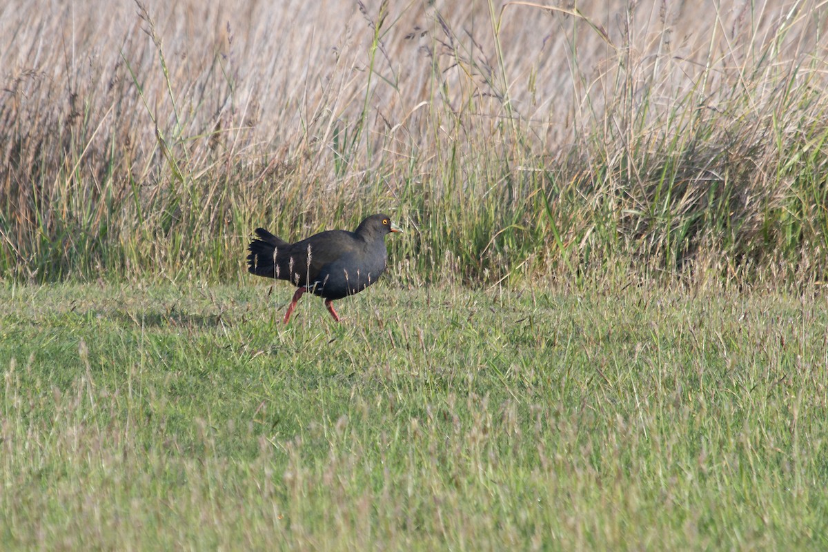 Black-tailed Nativehen - Ramit Singal