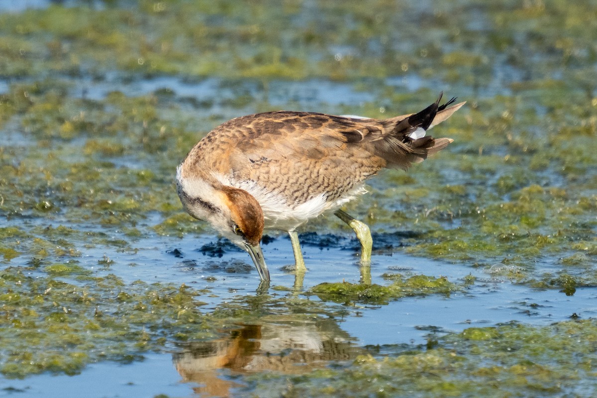 Jacana à longue queue - ML611298383