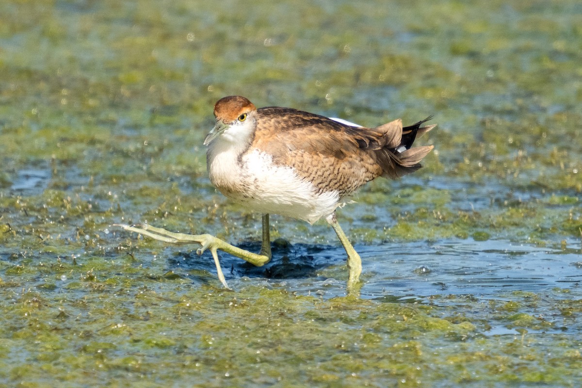 Pheasant-tailed Jacana - ML611298384