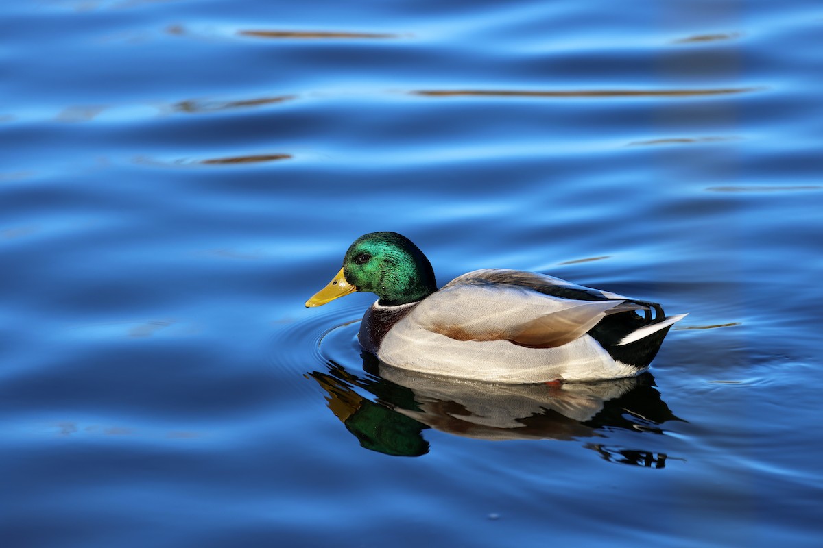 Mallard - ML611298397