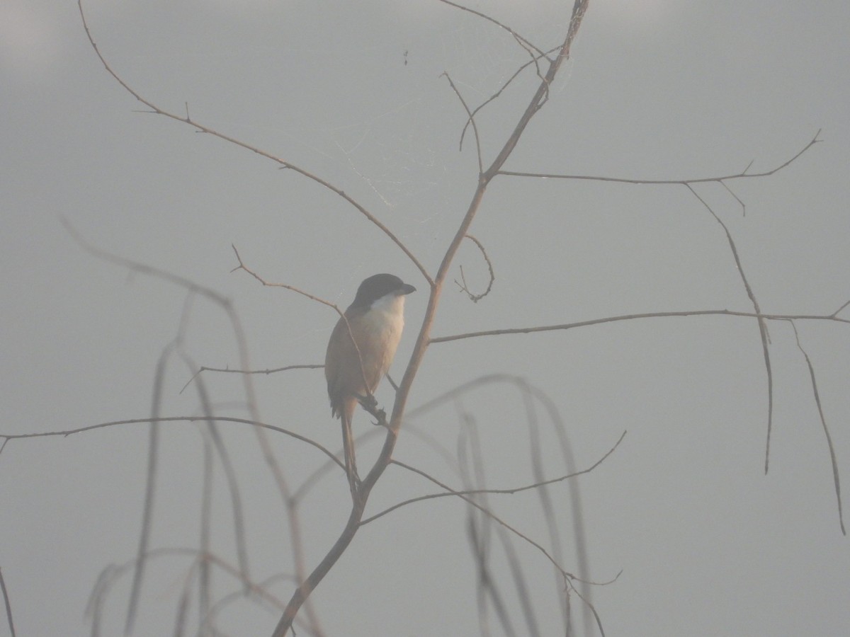 Long-tailed Shrike (tricolor/longicaudatus) - ML611298405