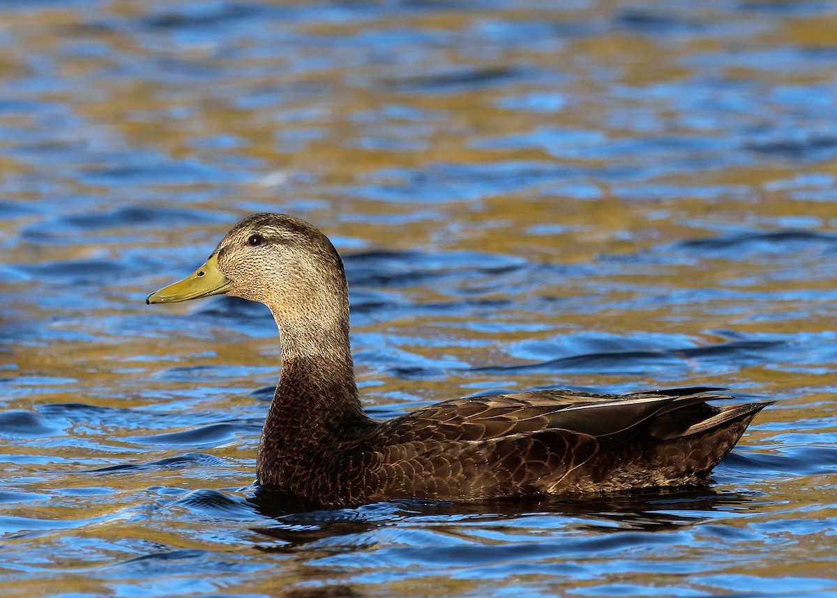 American Black Duck - ML611298413