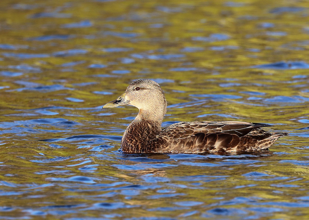 American Black Duck - Ming P.