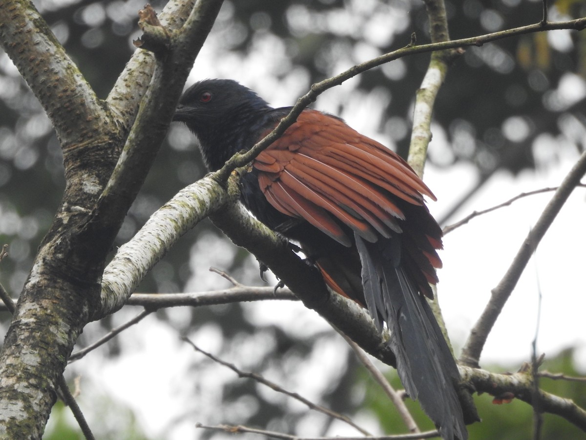 Greater Coucal - ML611298433