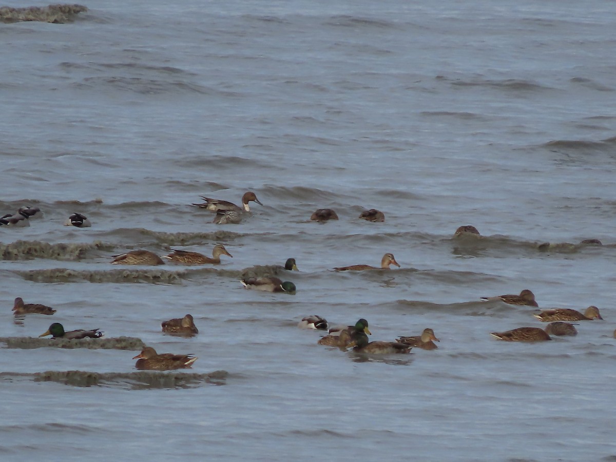 Northern Pintail - Laura Burke