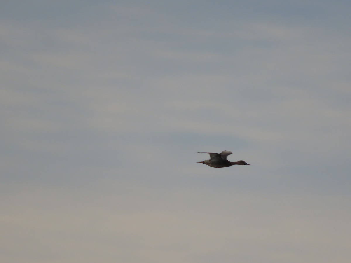 Northern Pintail - Laura Burke